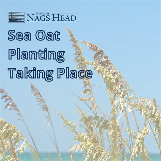 Sea Oat Planting Taking Place