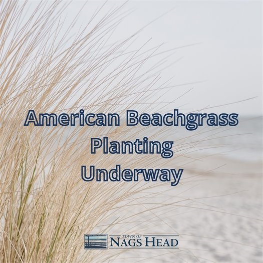 American Beachgrass Planting Underway