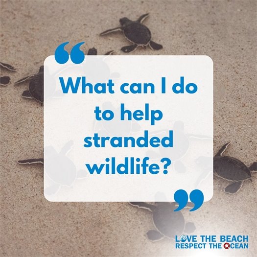 What can I do to help stranded wildlife?