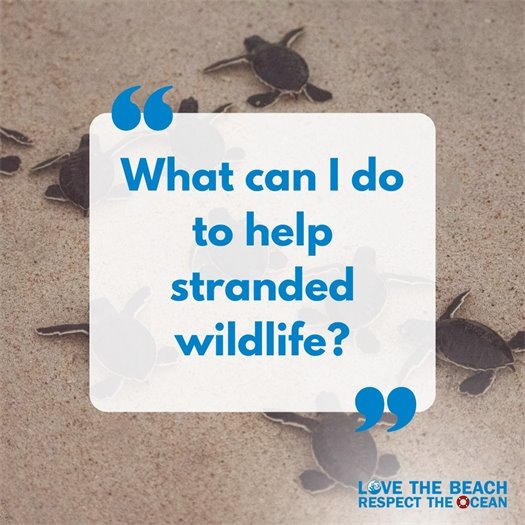 How to help stranded wildlife.
