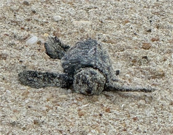 Photo of sea turtle on the beach courtesy of the Network for Endangered Sea Turtles. 