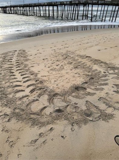 From NEST-turtle tracks