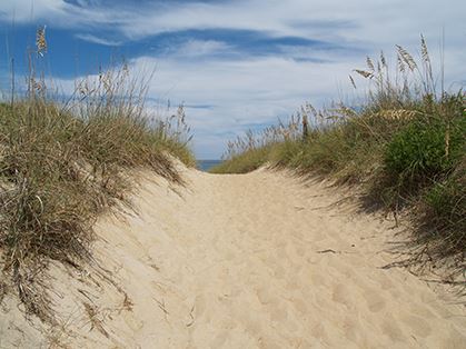 Sea Oats Along Beach Access in Nags Head
