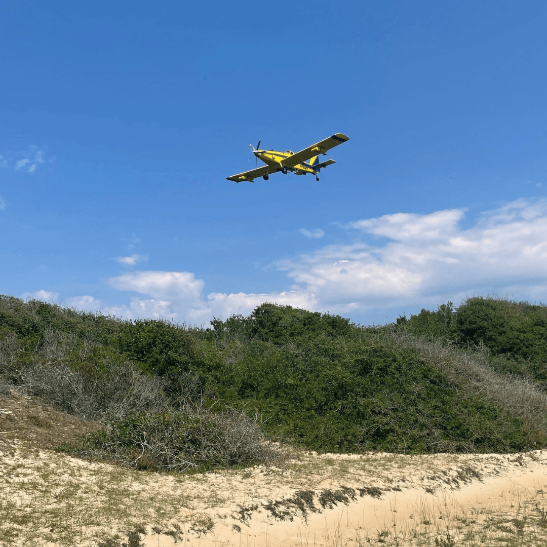 Spongy Moth Treatment