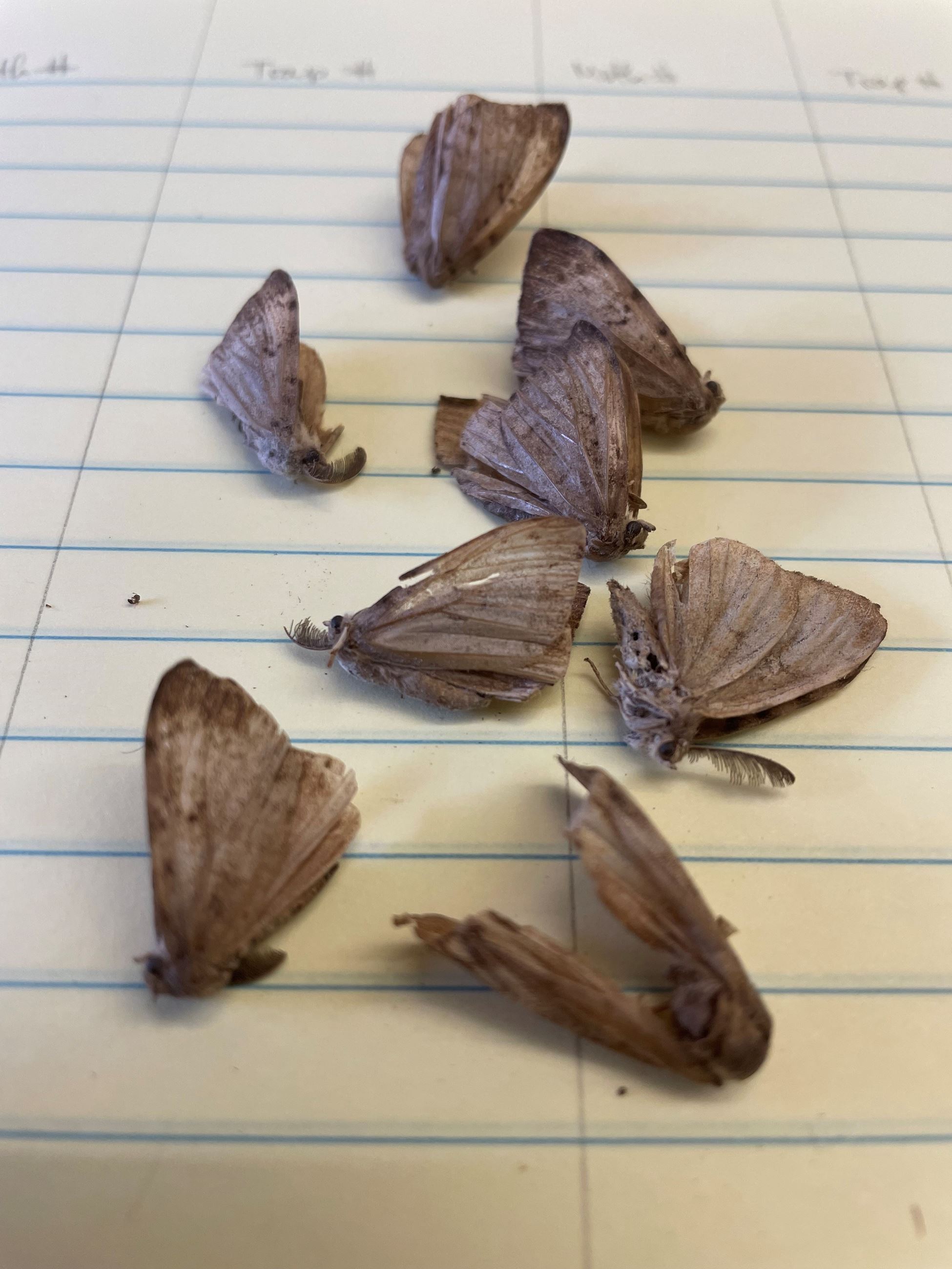 Spongy Moth Examples