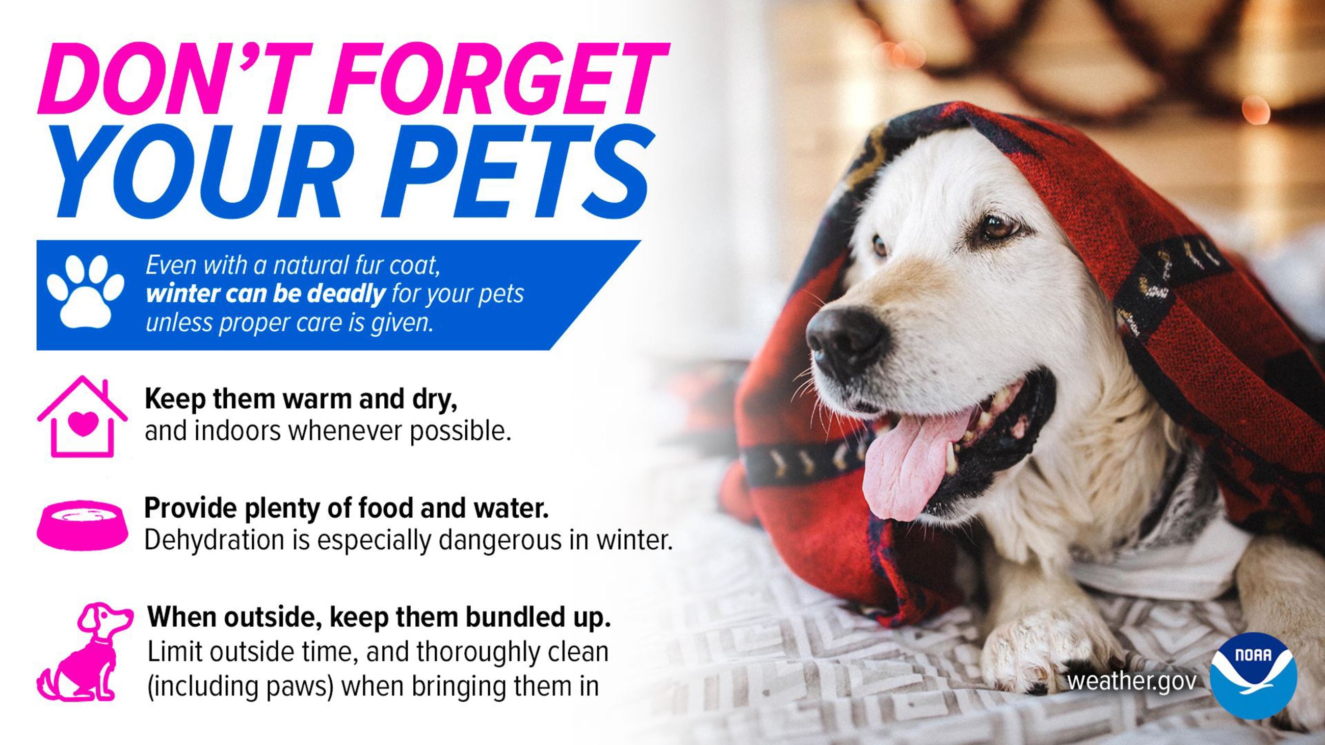 Don't Forget Your Pets